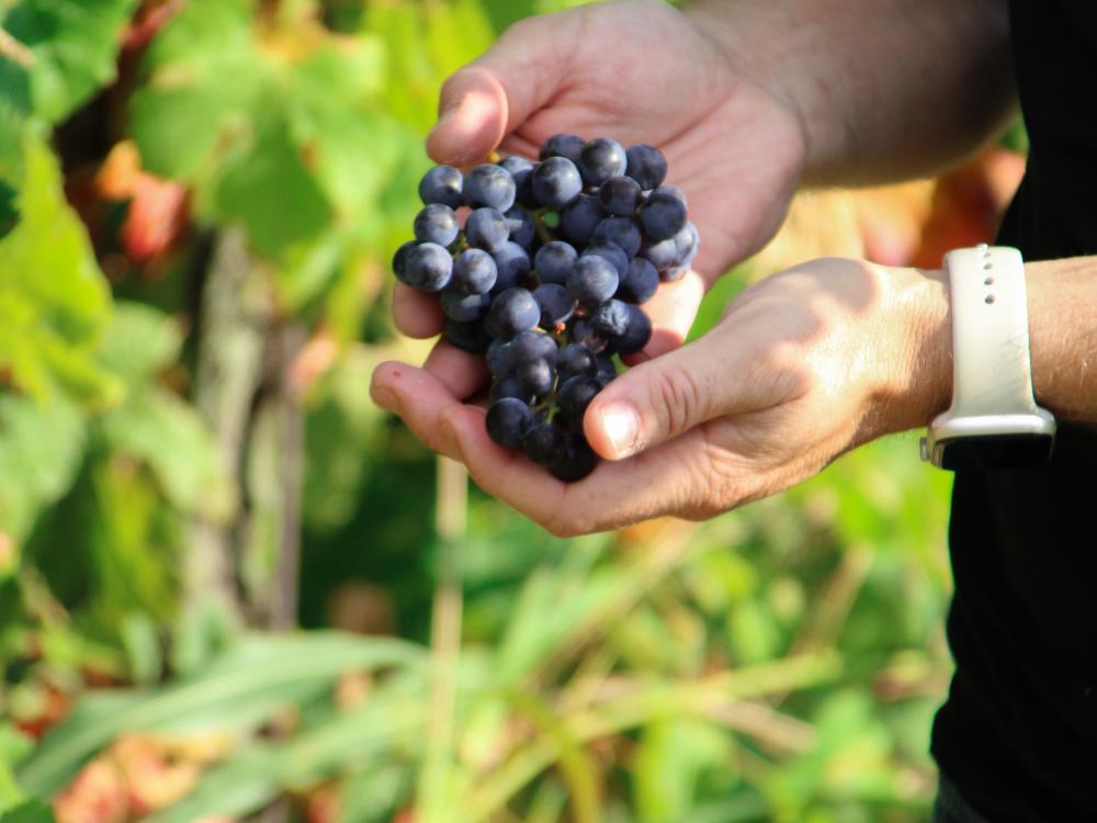 Federico Sambinello Cà Vendalis