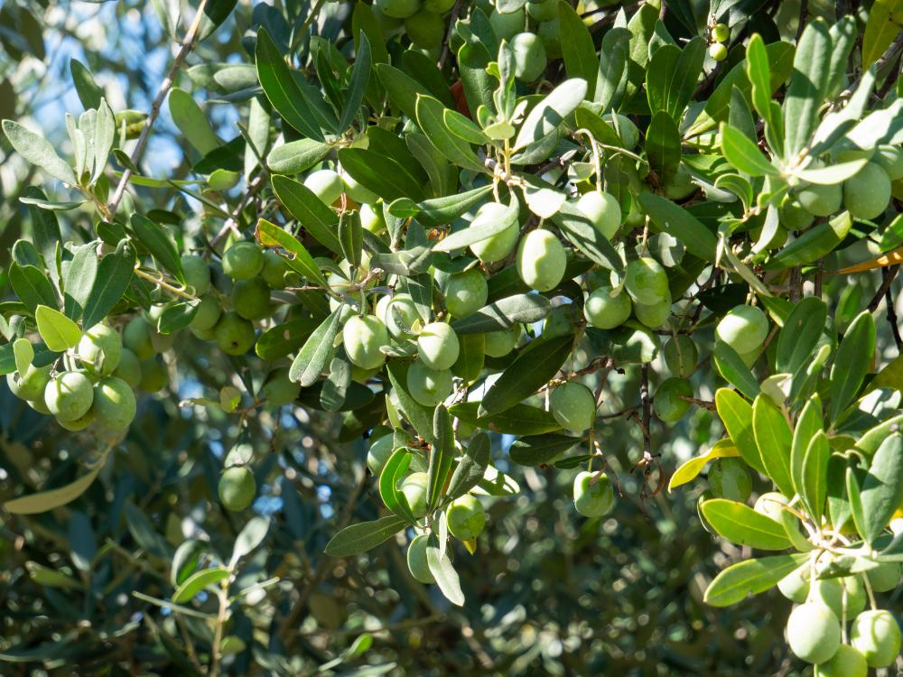 olive leccino, olio evo colli euganei, olive dei colli