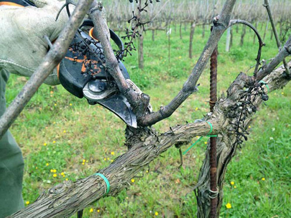 potatura vite colli euganei legatura della vite