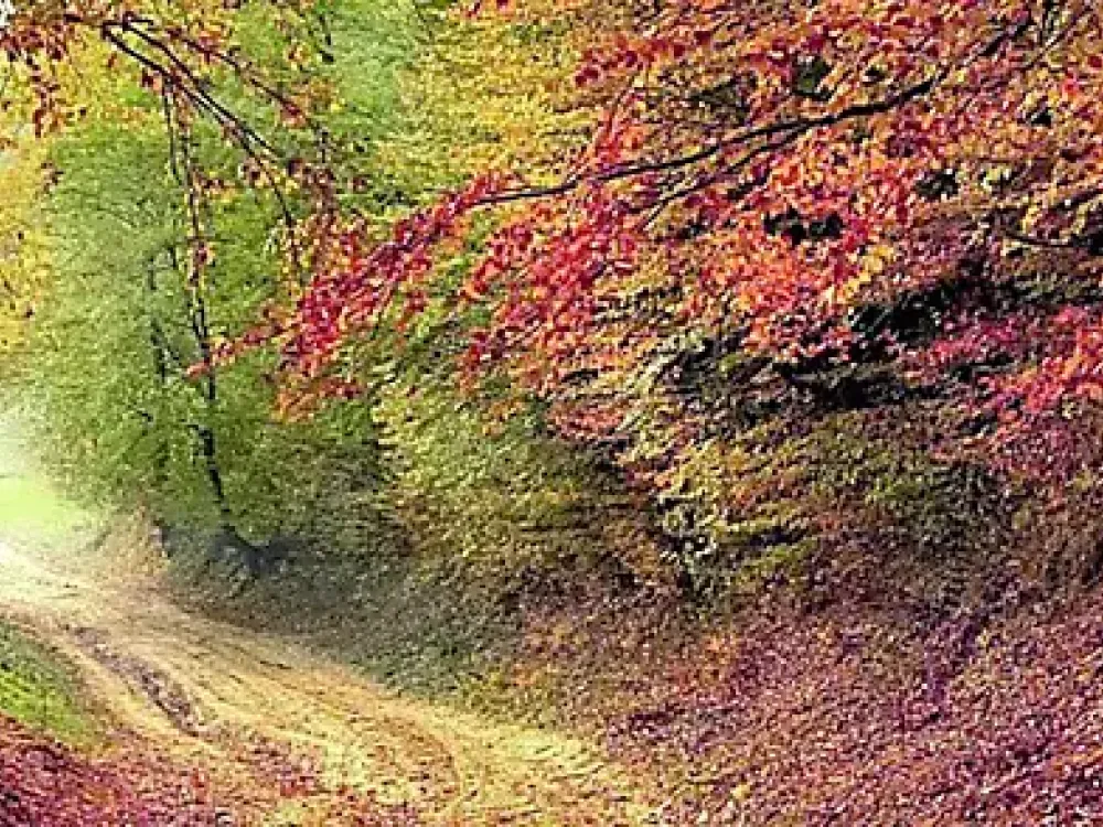 tendenze vino, prodotti tipici, esperienze enogastronomiche colli euganei