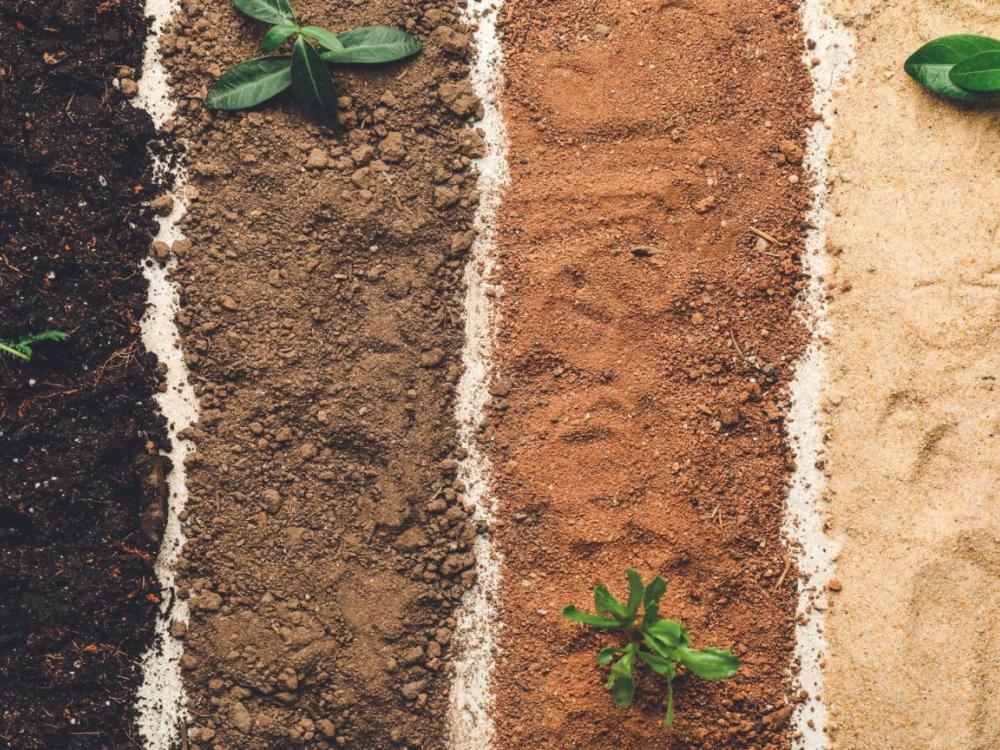terreno vulcanico, drenaggio, apparato radicale