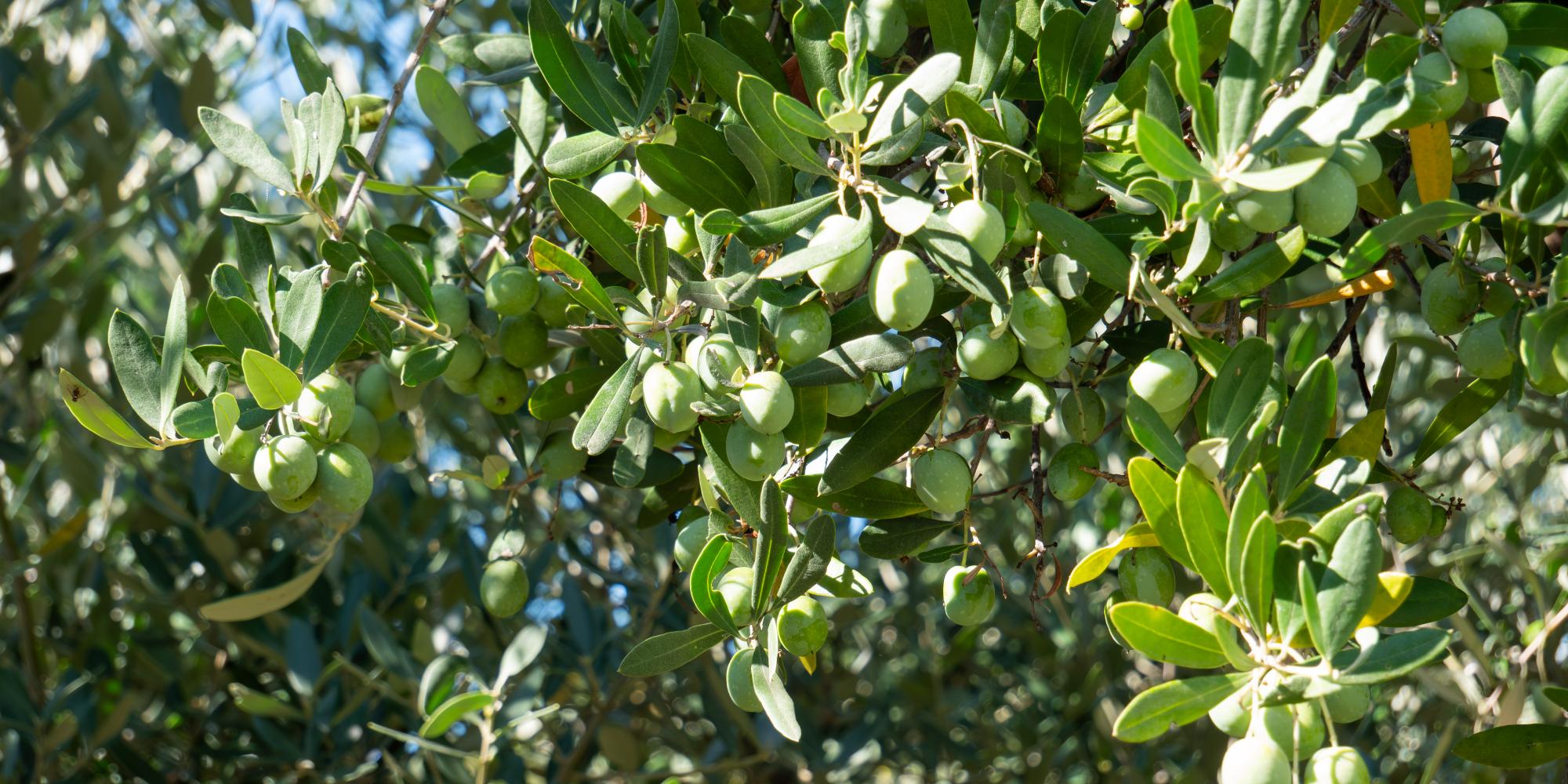 olive leccino, olio evo colli euganei, olive dei colli