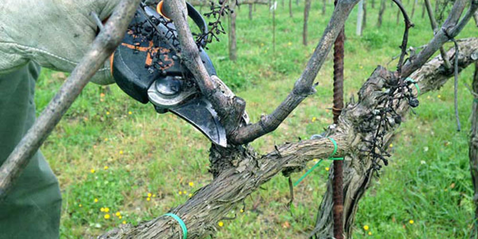 potatura vite colli euganei legatura della vite