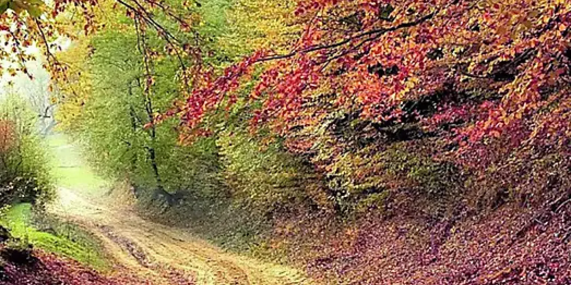 tendenze vino, prodotti tipici, esperienze enogastronomiche colli euganei