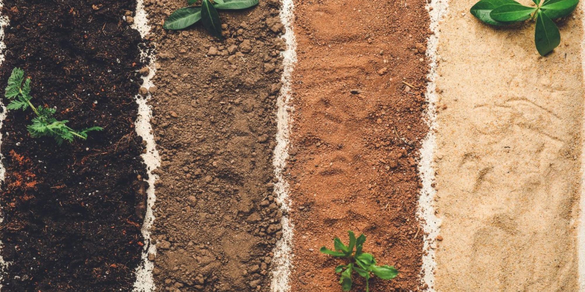 terreno vulcanico, drenaggio, apparato radicale