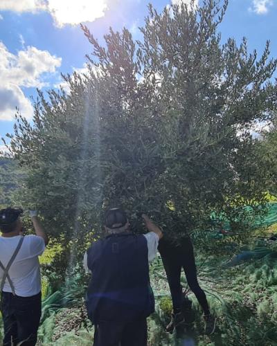 Olio extravergine di oliva raccolta